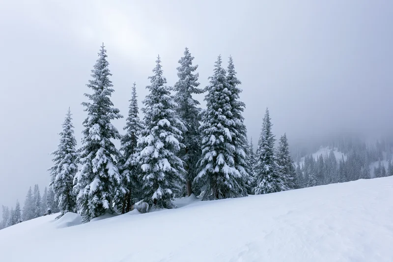Snow-laden spruce trees on a mountain slope under overcast sky