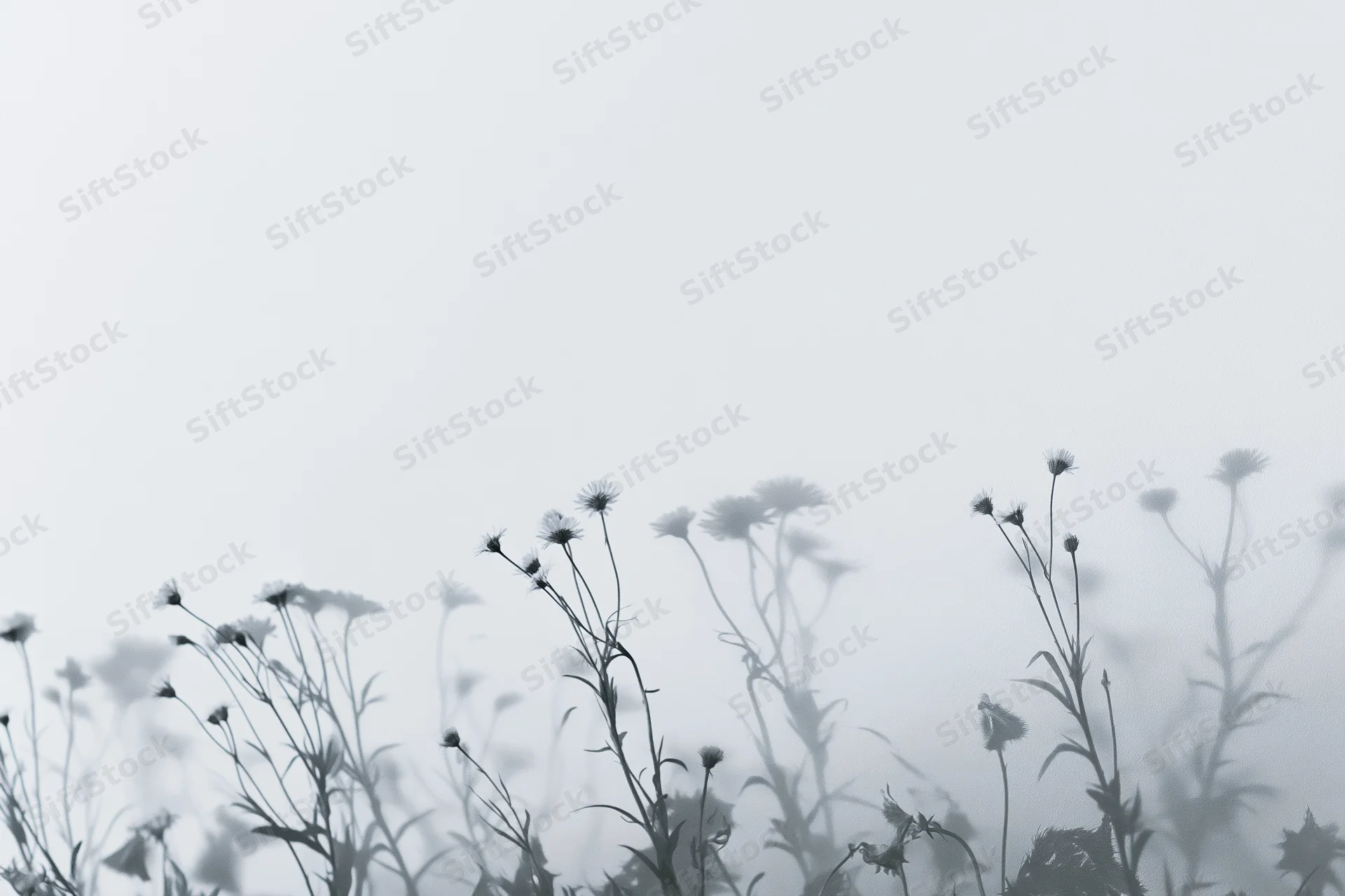 Wildflowers in soft shadow against a foggy background with copyspace