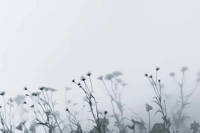 Wildflowers in soft shadow against a foggy background with copyspace