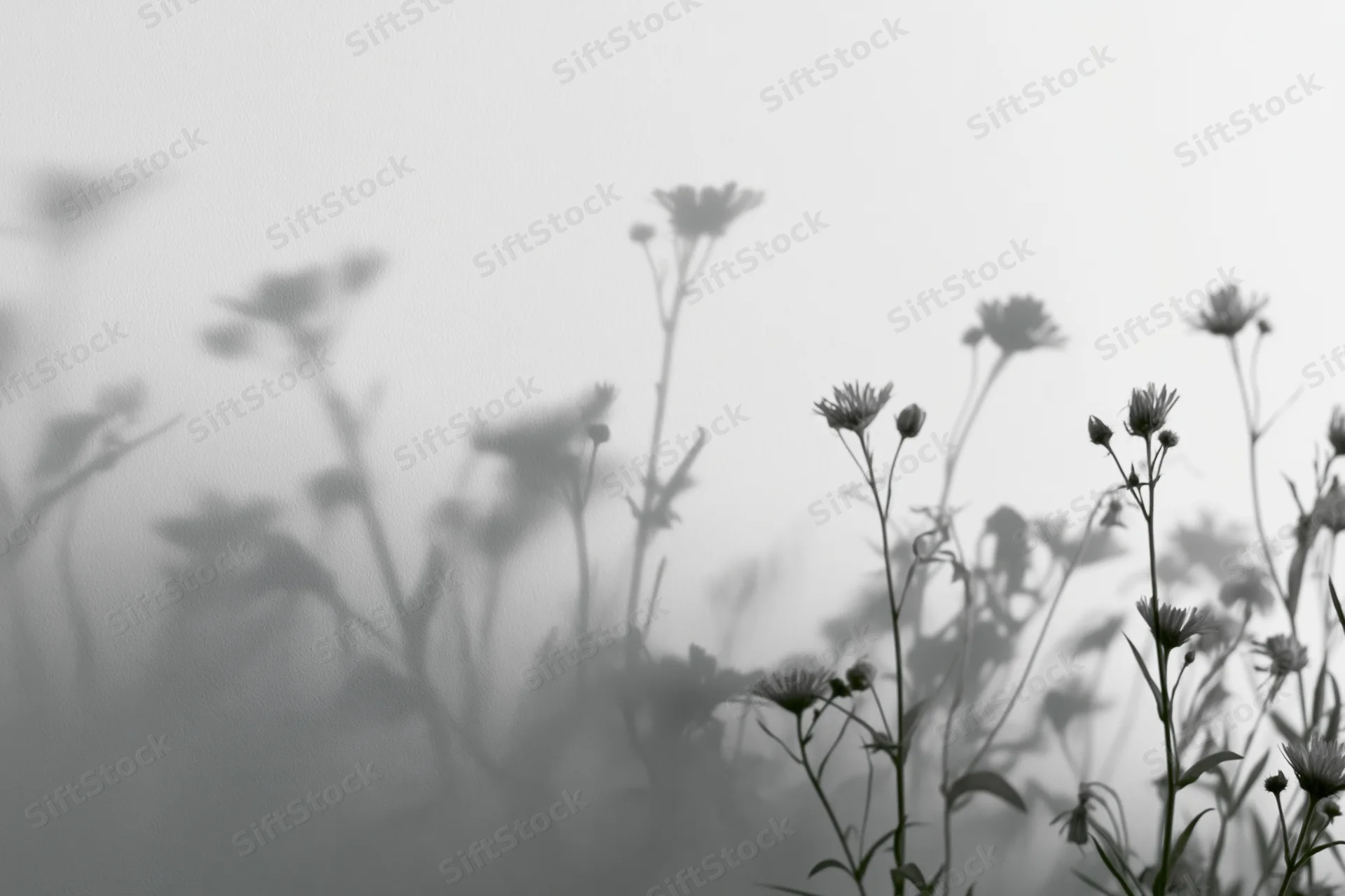 Silhouetted wildflowers and daisy-like blooms in soft misty light with diffused shadows across a field