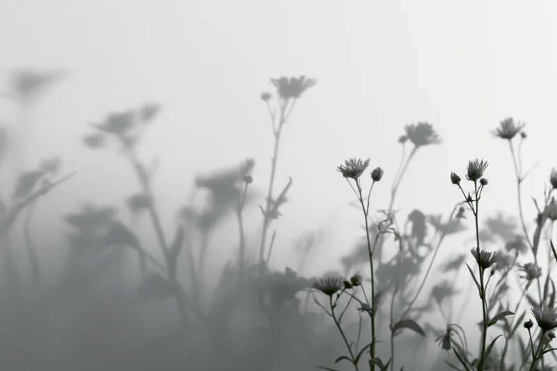 Silhouetted wildflowers and daisy-like blooms in soft misty light with diffused shadows across a field