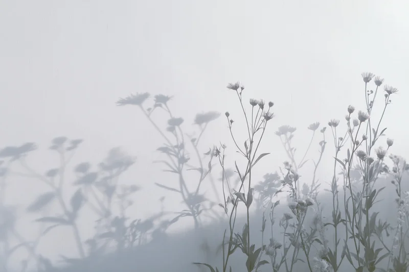 Wildflowers casting soft shadows on a misty surface