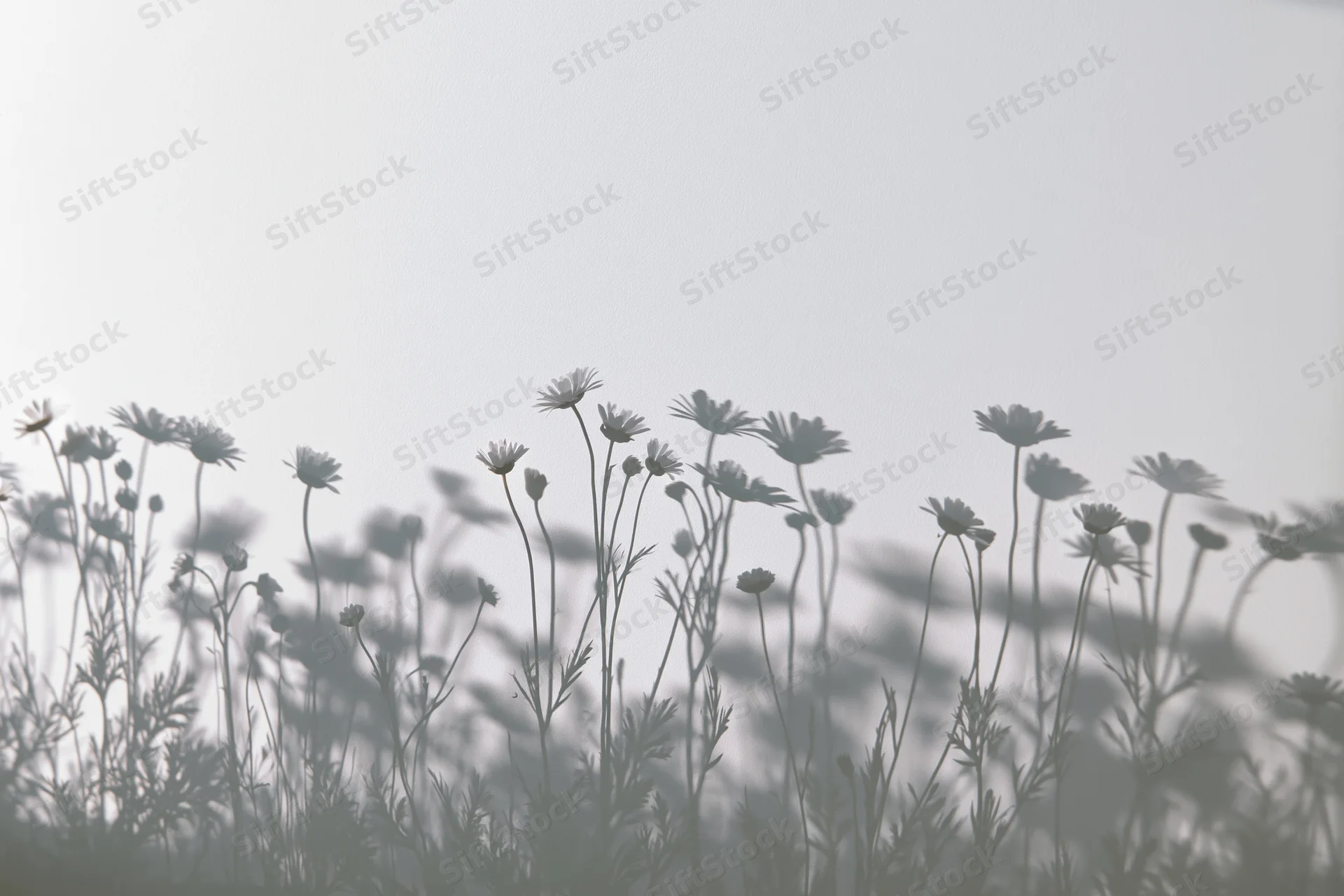 Silhouetted wildflowers and daisy blooms casting soft shadows in a misty field