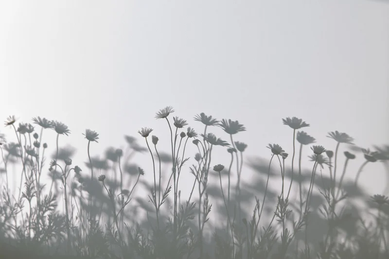 Silhouetted wildflowers and daisy blooms casting soft shadows in a misty field