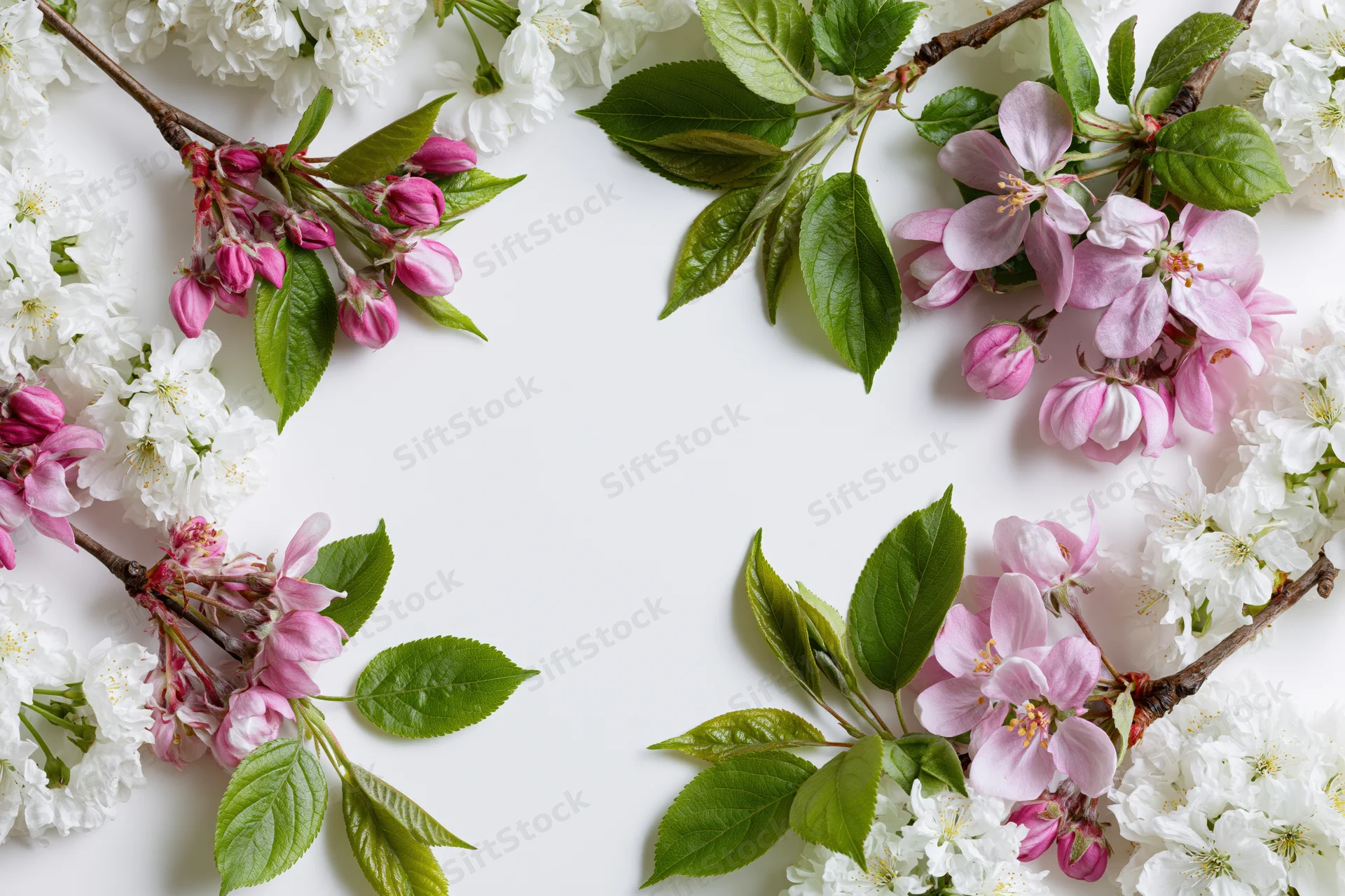 Spring blossom branches arranged as a natural border frame on white background
