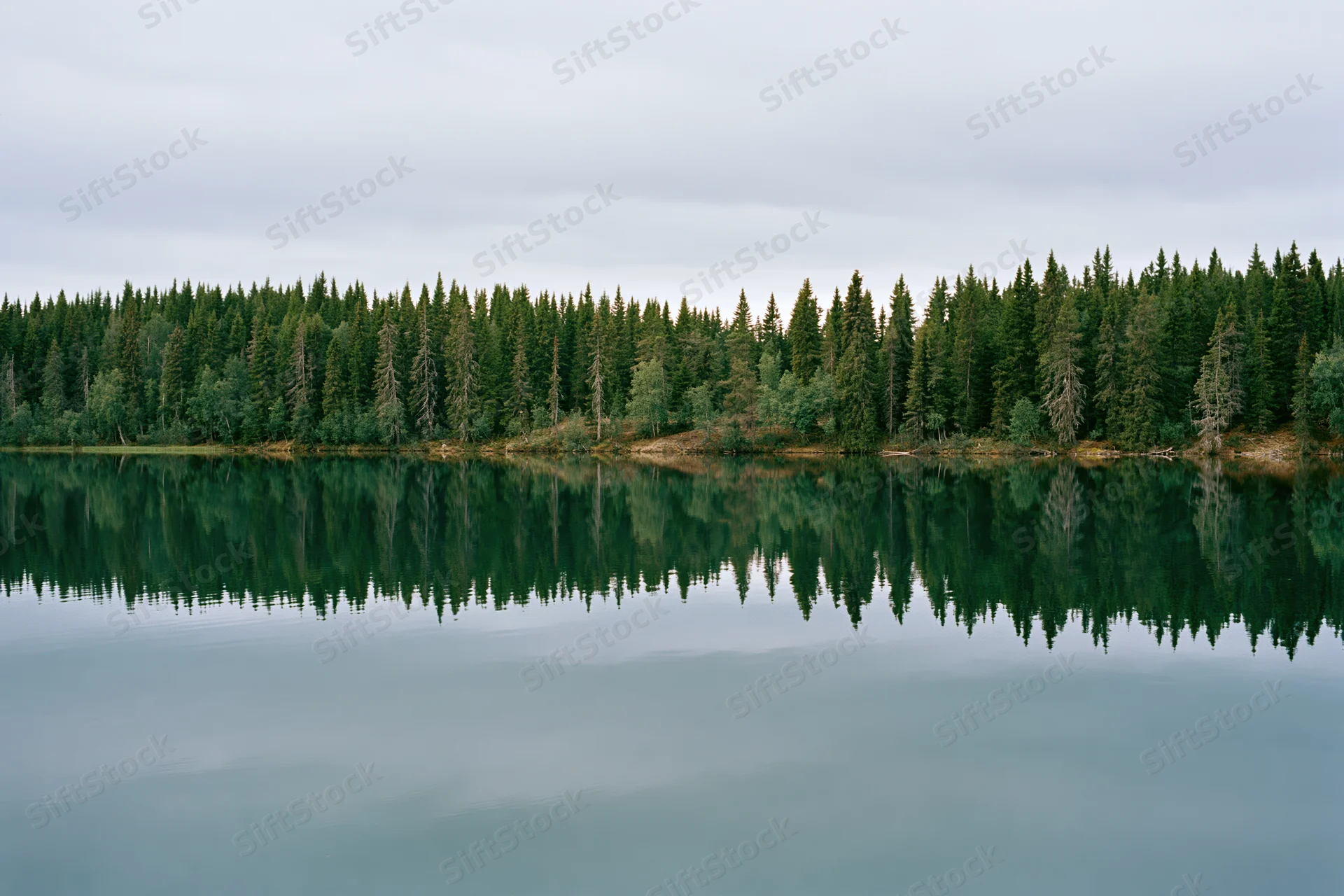Still glacial lake reflecting dense boreal forest under overcast sky