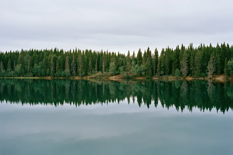 Still glacial lake reflecting dense boreal forest under overcast sky