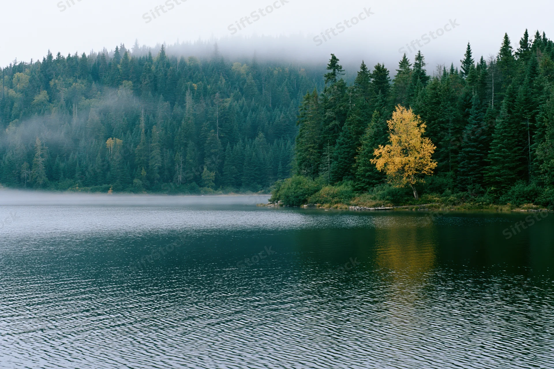 Still lake reflecting autumn forest with golden tree on misty shoreline