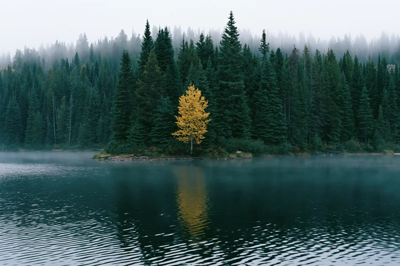Still mountain lake reflecting golden autumn tree among evergreen forest in misty morning