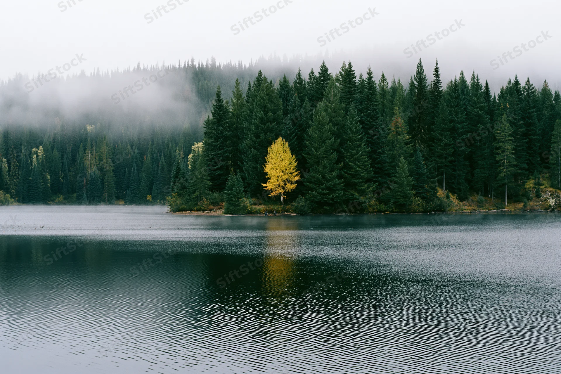 Still lake reflecting autumn forest with yellow tree among pines under foggy sky