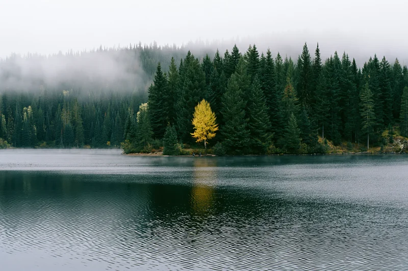 Still lake reflecting autumn forest with yellow tree among pines under foggy sky