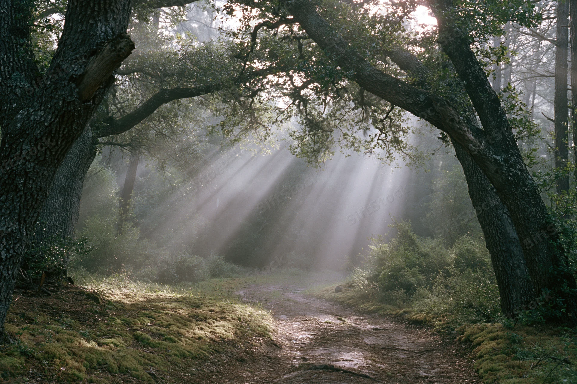 Sunlight breaking through dense forest canopy onto a mossy dirt path