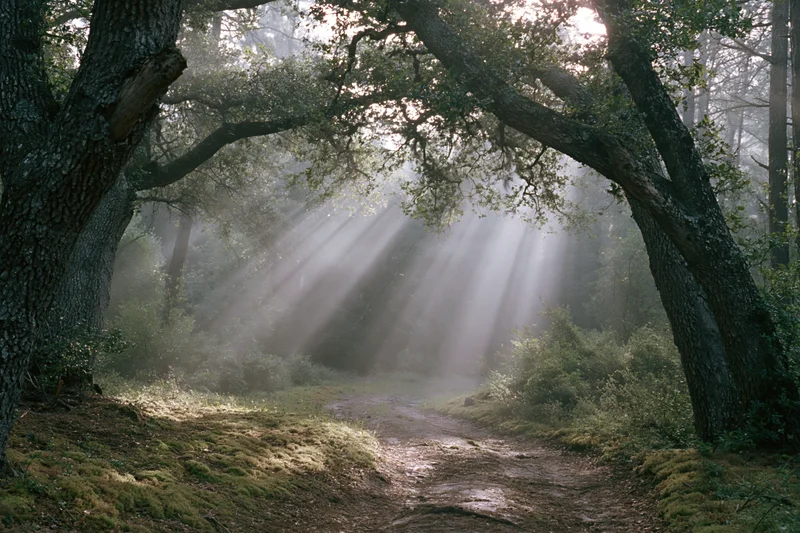 Sunlight breaking through dense forest canopy onto a mossy dirt path