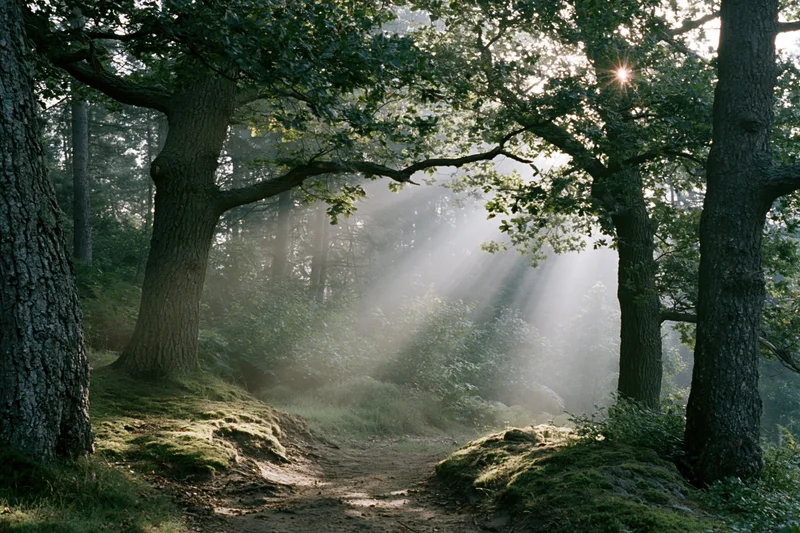 Sunlight breaking through dense forest canopy onto a mossy path