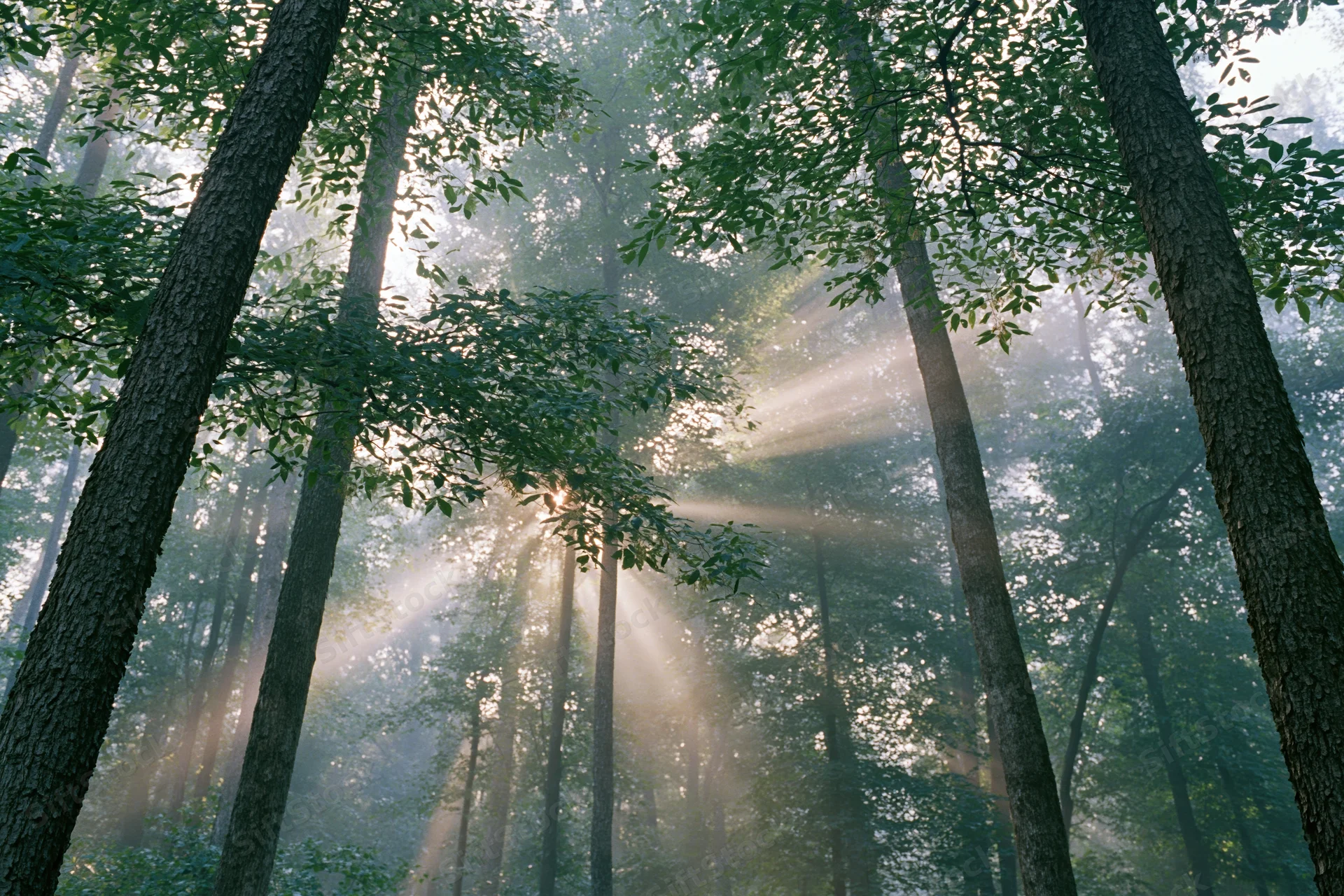 Sunlight breaking through misty deciduous forest canopy