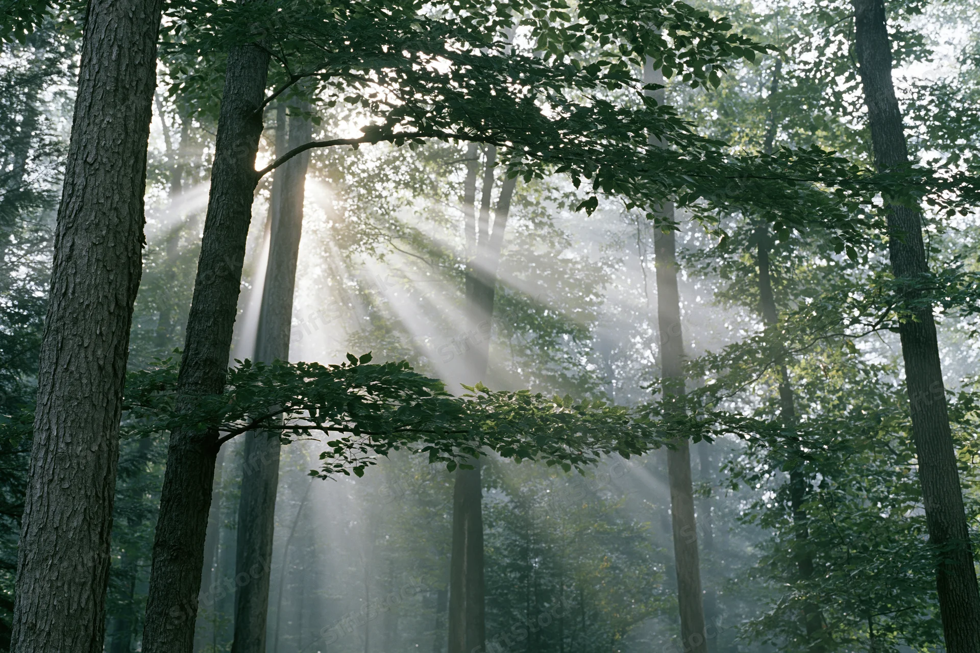 Sunlight breaking through misty deciduous forest canopy