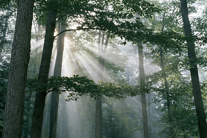 Sunlight breaking through misty deciduous forest canopy