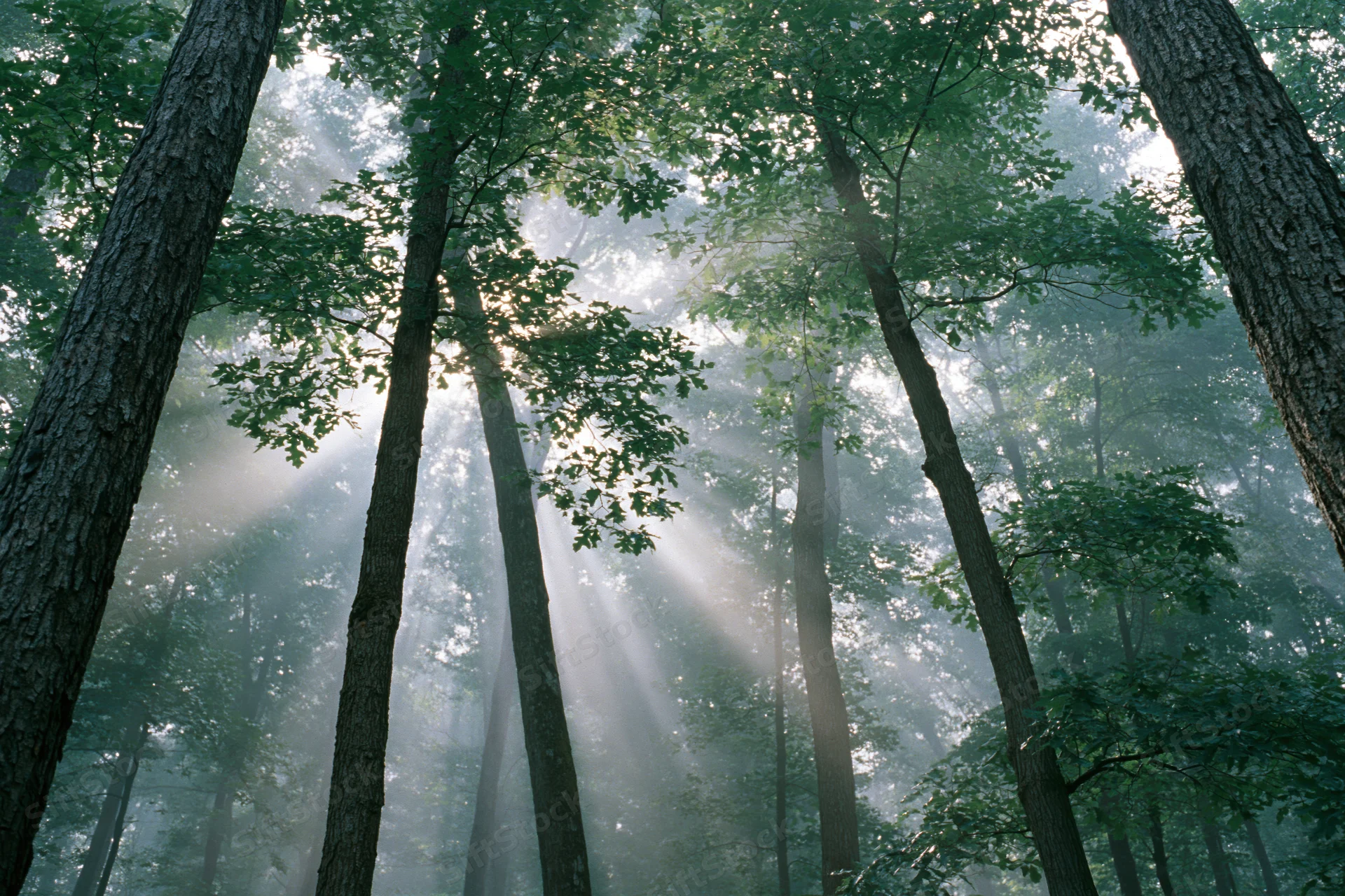 Sunlight breaking through misty deciduous forest canopy
