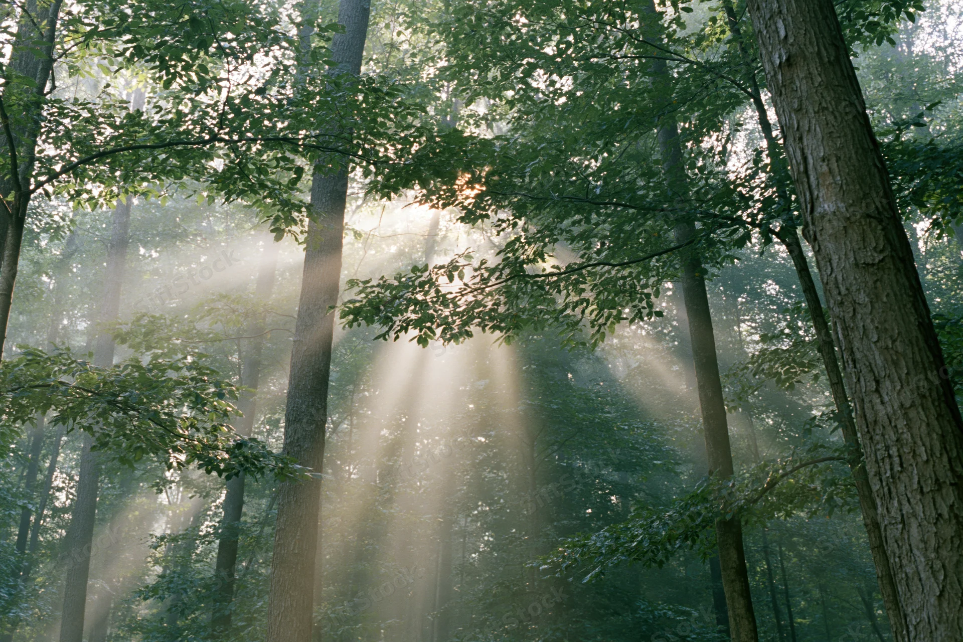 Sunlight breaking through misty deciduous forest canopy
