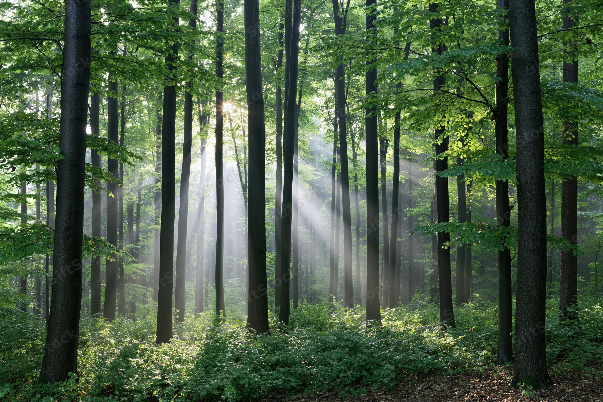 Sunlight breaking through tall beech trees in a misty forest