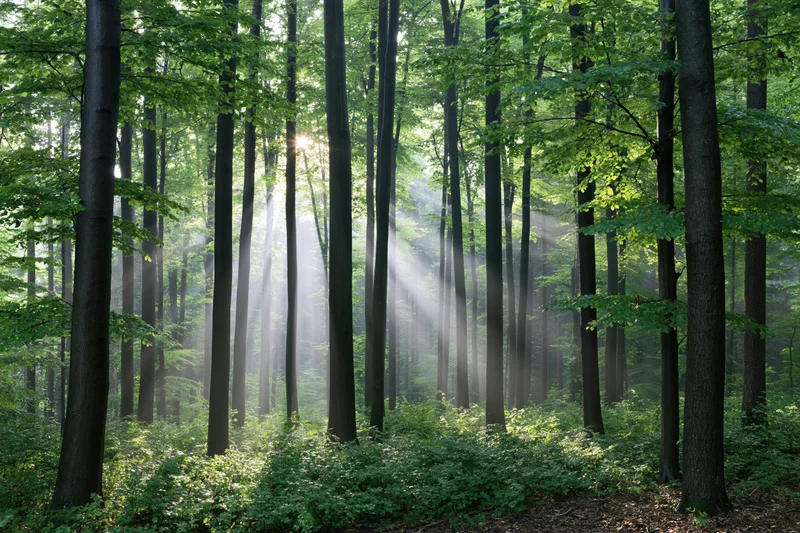 Sunlight breaking through tall beech trees in a misty forest
