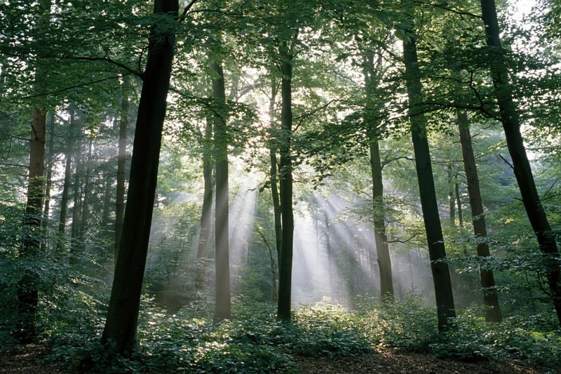 Sunlight breaking through tall beech trees in a misty forest