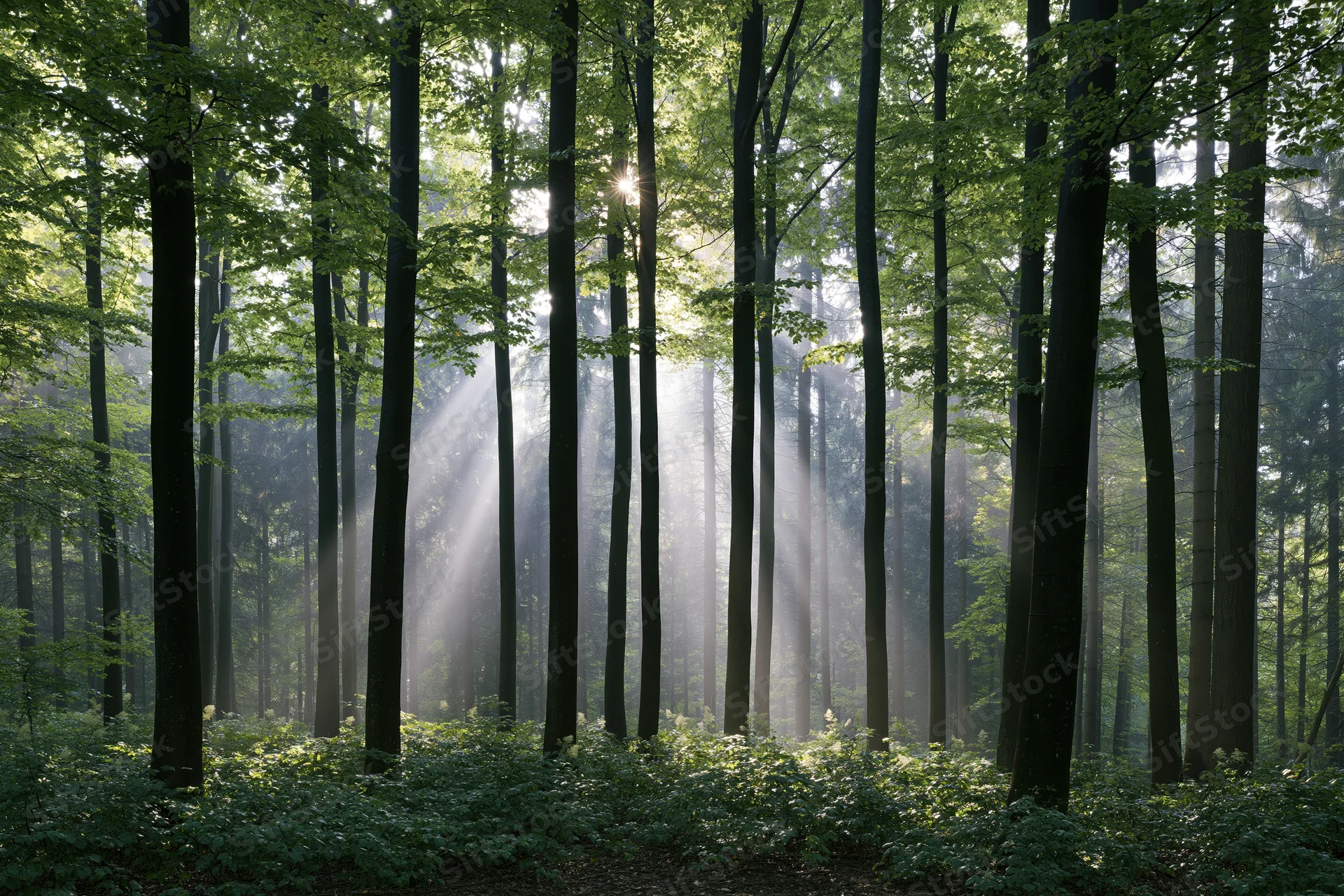 Sunlight breaking through tall beech trees in a misty forest