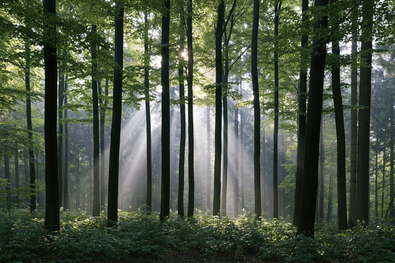Sunlight breaking through tall beech trees in a misty forest