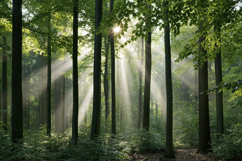 Sunlight breaking through tall beech trees in a misty forest