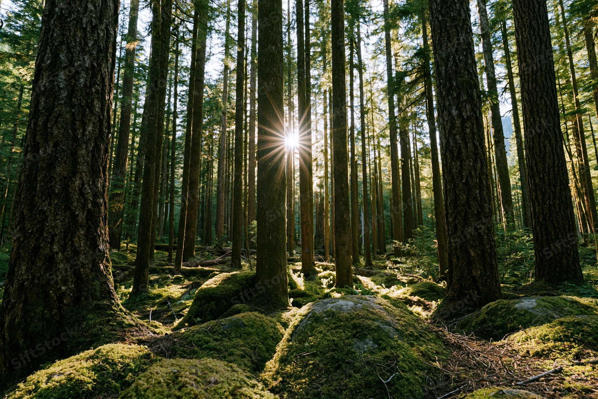 Sunlight bursting through tall old-growth conifer trees in a moss-covered forest