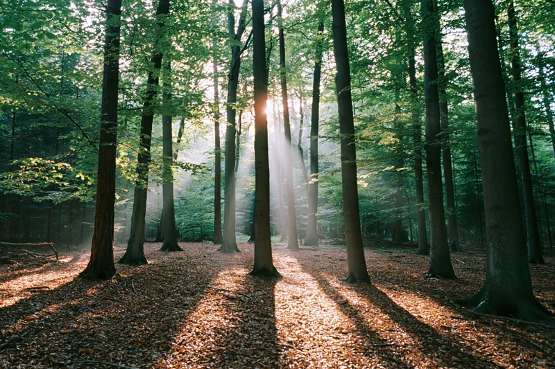 Sunlight streaming through tall deciduous trees in a forest clearing