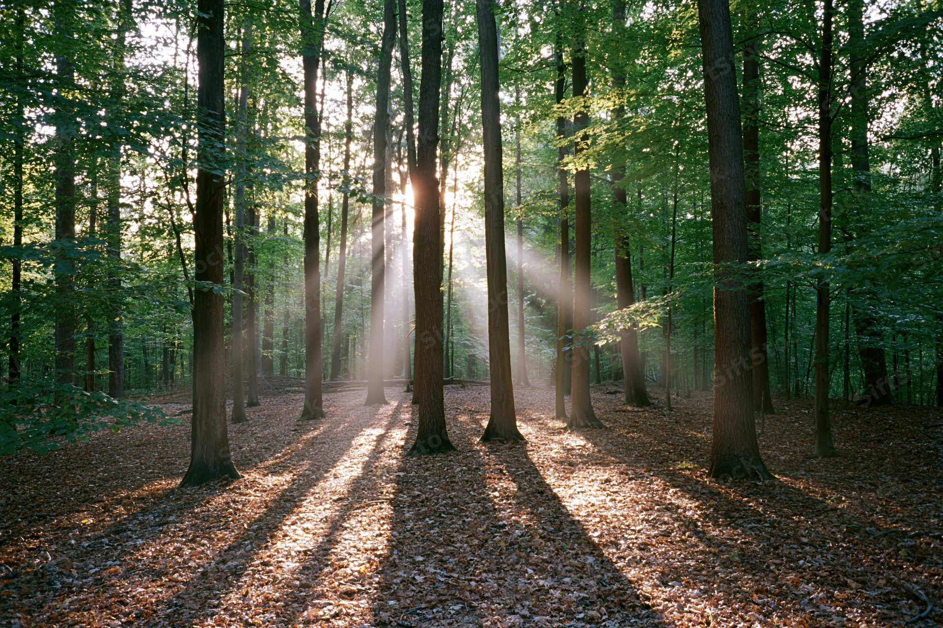 Sunlight streaming through tall deciduous trees in a forest clearing