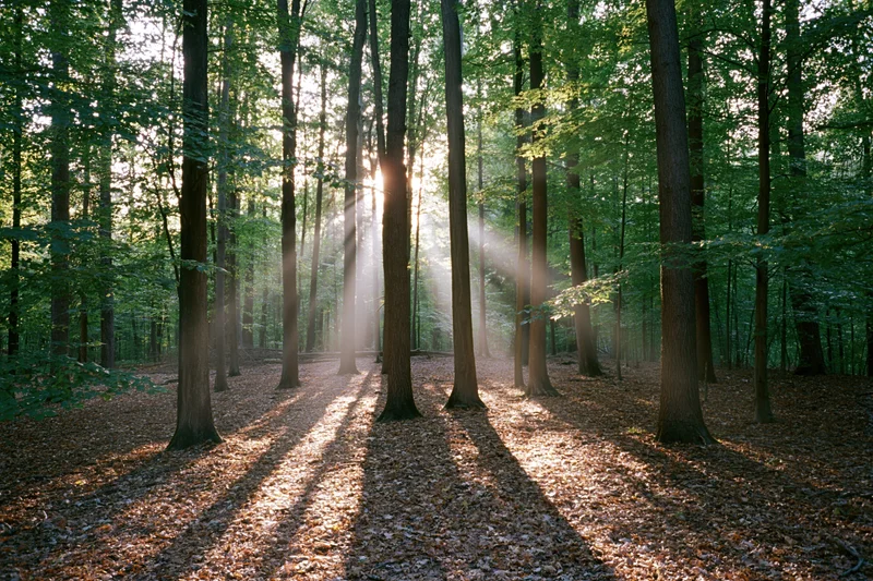 Sunlight streaming through tall deciduous trees in a forest clearing