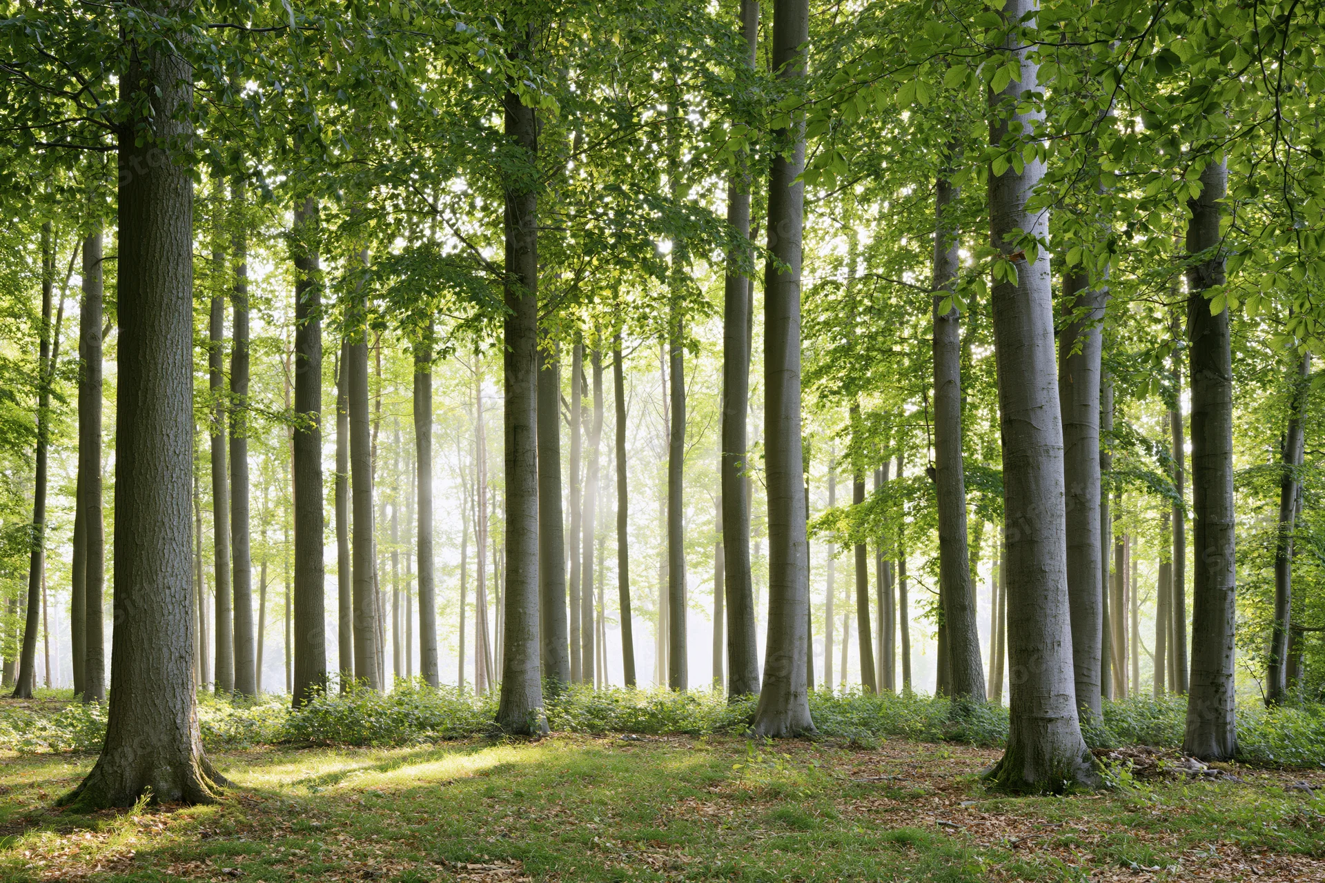 Sunlit beech forest with tall straight tree trunks and dappled light on the forest floor