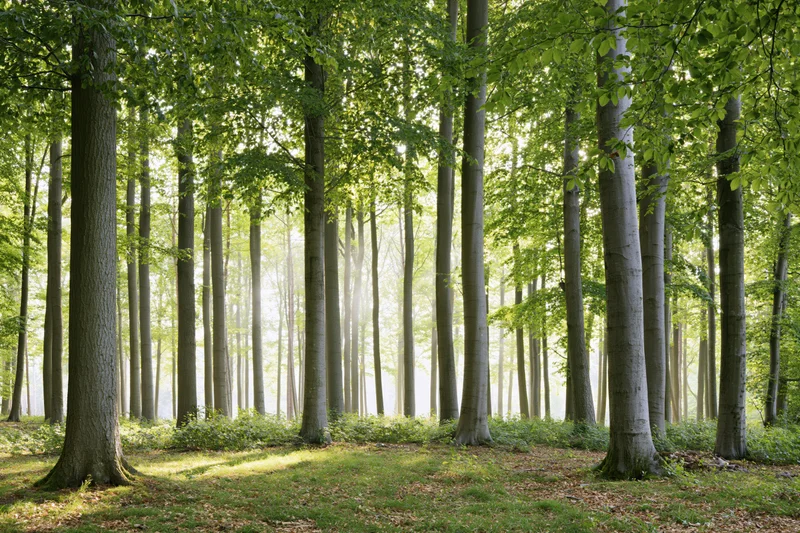 Sunlit beech forest with tall straight tree trunks and dappled light on the forest floor