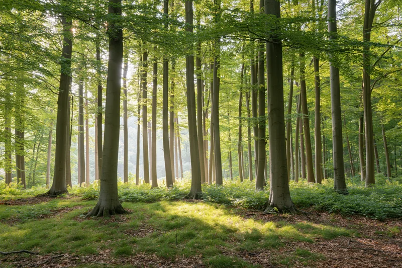 Sunlit beech forest with tall straight tree trunks and dappled light on the forest floor in early summer