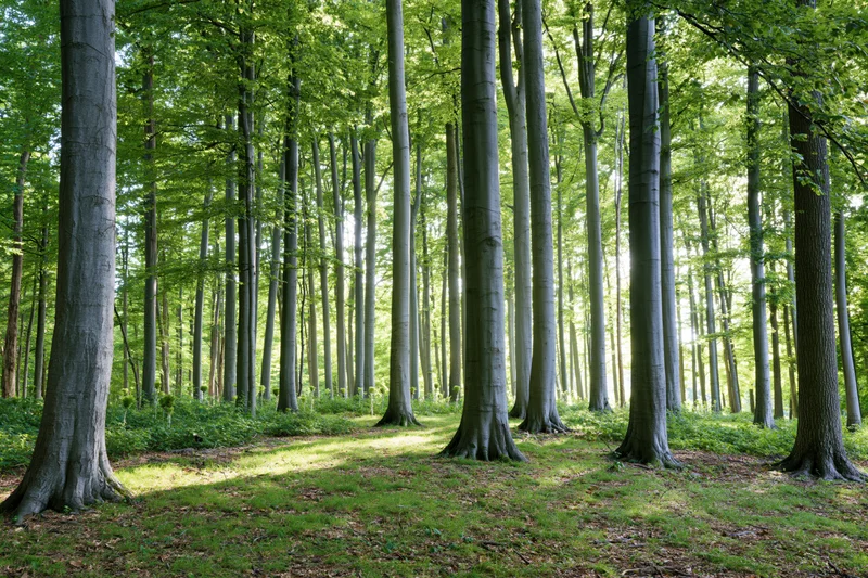 Sunlit beech forest with tall straight tree trunks and dappled light on the forest floor in early summer