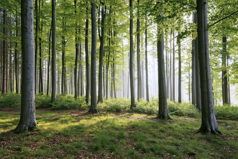 Sunlit beech forest with tall straight tree trunks and green undergrowth in early summer