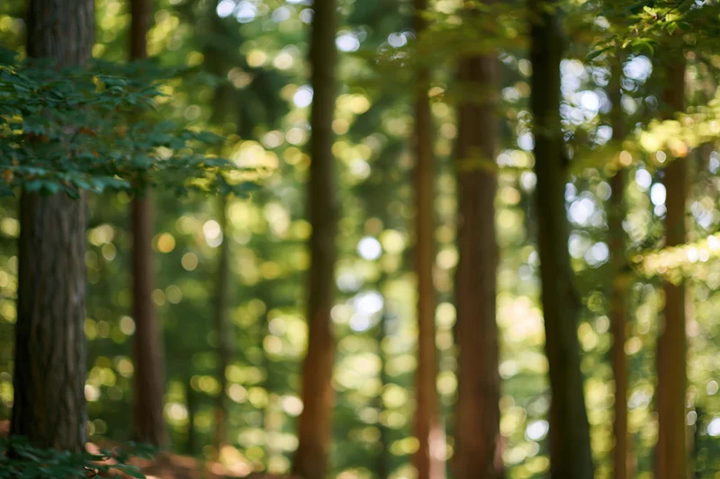 Sunlit forest interior with tall tree trunks receding into soft-focus greenery