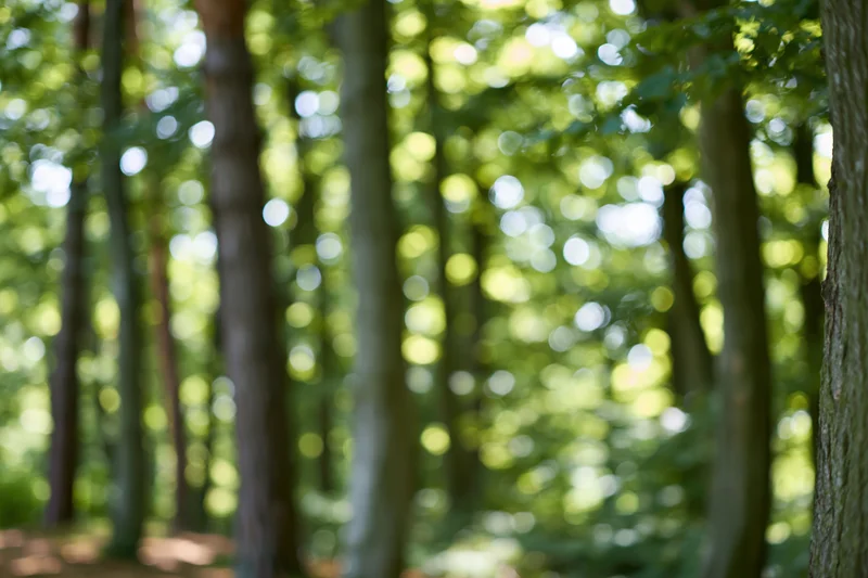 Sunlit forest interior with tall tree trunks receding into soft focus, dappled light filtering through green foliage