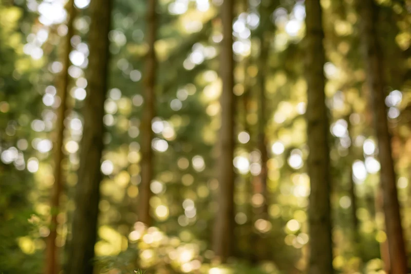 Sunlit forest interior with tall tree trunks receding into soft bokeh background