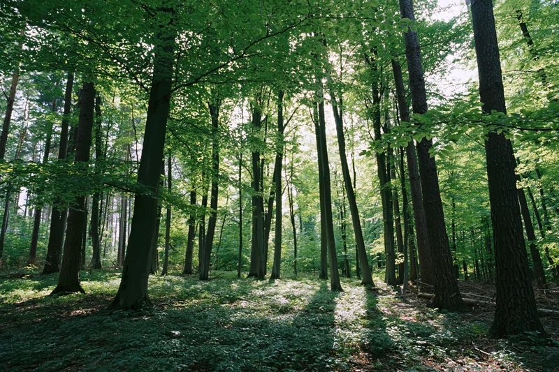 Sunlit temperate forest interior with tall straight deciduous trees and dappled light on the forest floor