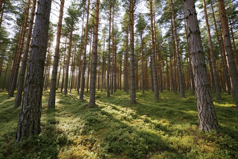 Tall scots pine trees with straight bare trunks standing in a sunlit forest interior