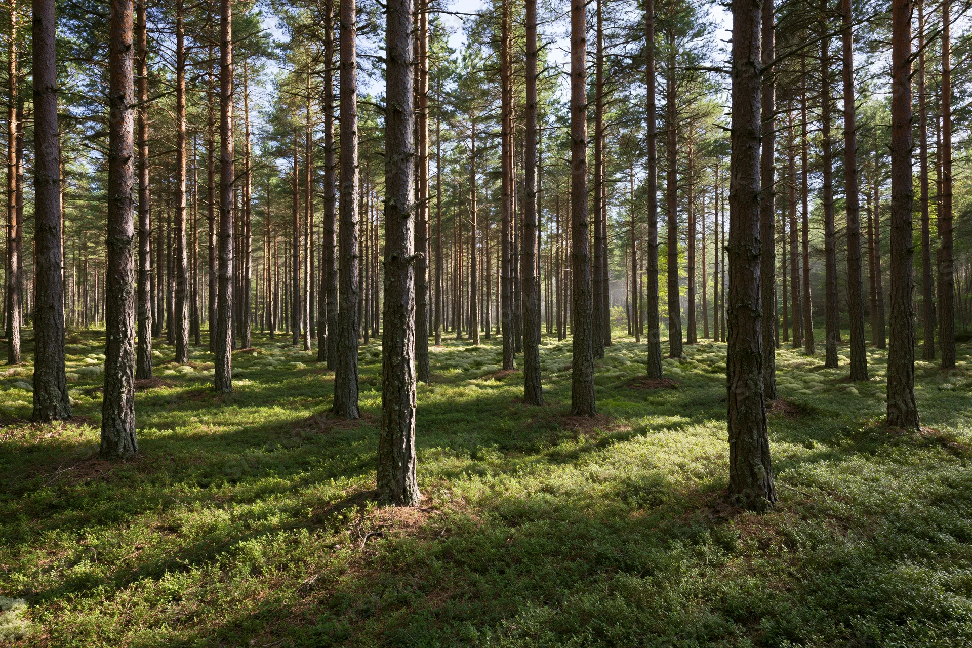 Tall straight pine trees in a dense forest with mossy ground and dappled sunlight