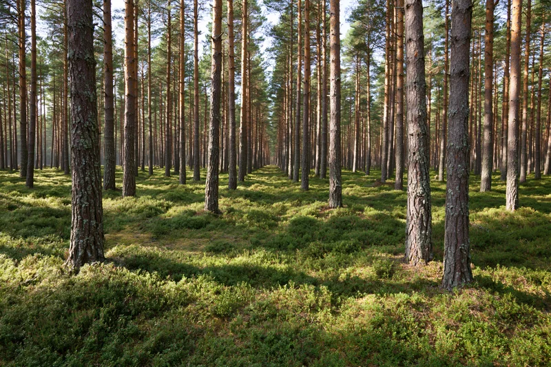 Tall scots pine trees standing straight in a dense forest with mossy ground cover under dappled sunlight