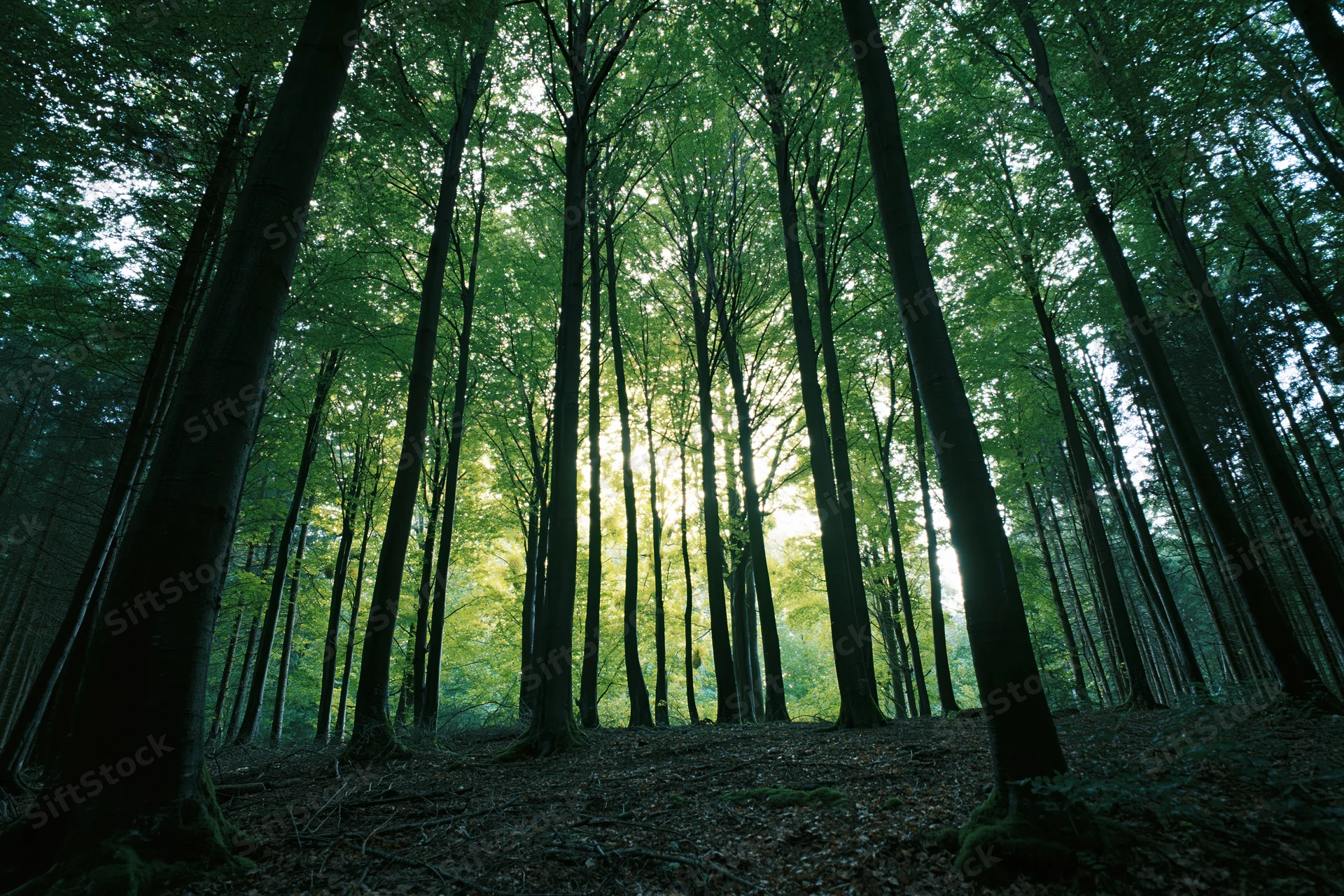 Tall beech trees rising vertically in a dense forest interior with sunlight filtering through the canopy
