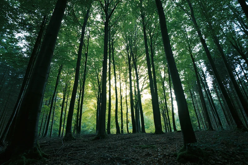 Tall beech trees rising vertically in a dense forest interior with sunlight filtering through the canopy