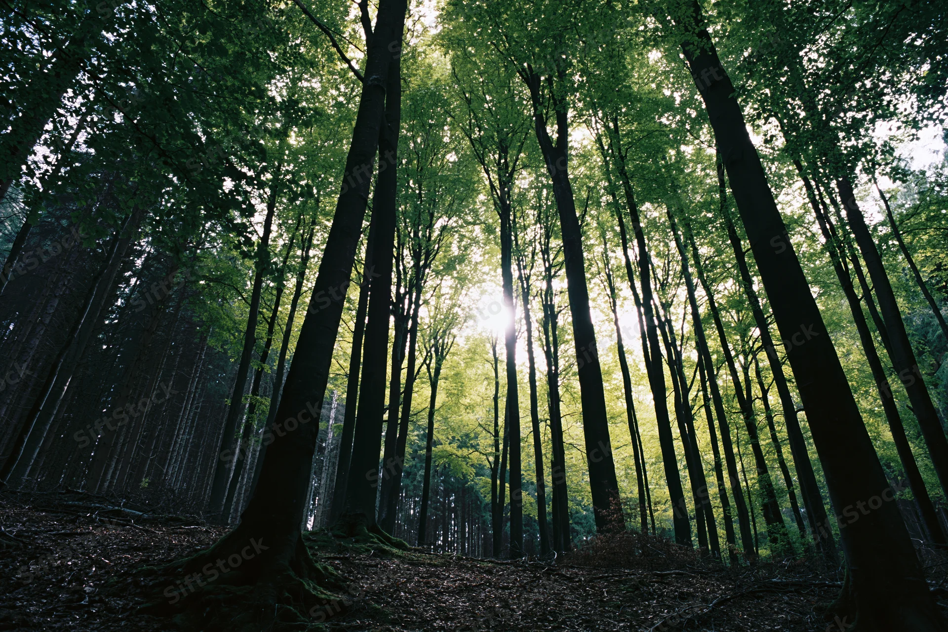 Tall beech trees rising in a dense forest with sunlight filtering through the canopy