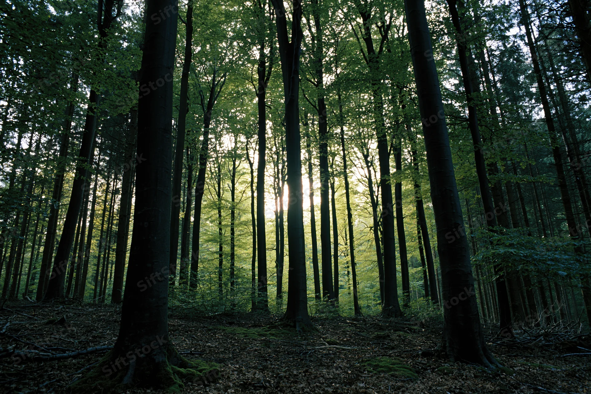 Tall beech trees rising in a dense forest interior with sunlight filtering through the canopy