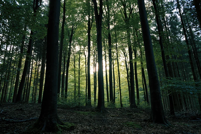 Tall beech trees rising in a dense forest interior with sunlight filtering through the canopy